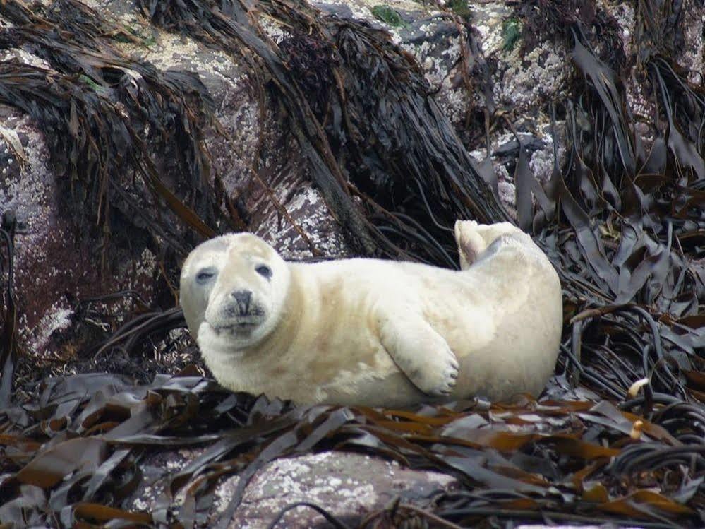 Farne Island Rooms Seahouses Dış mekan fotoğraf